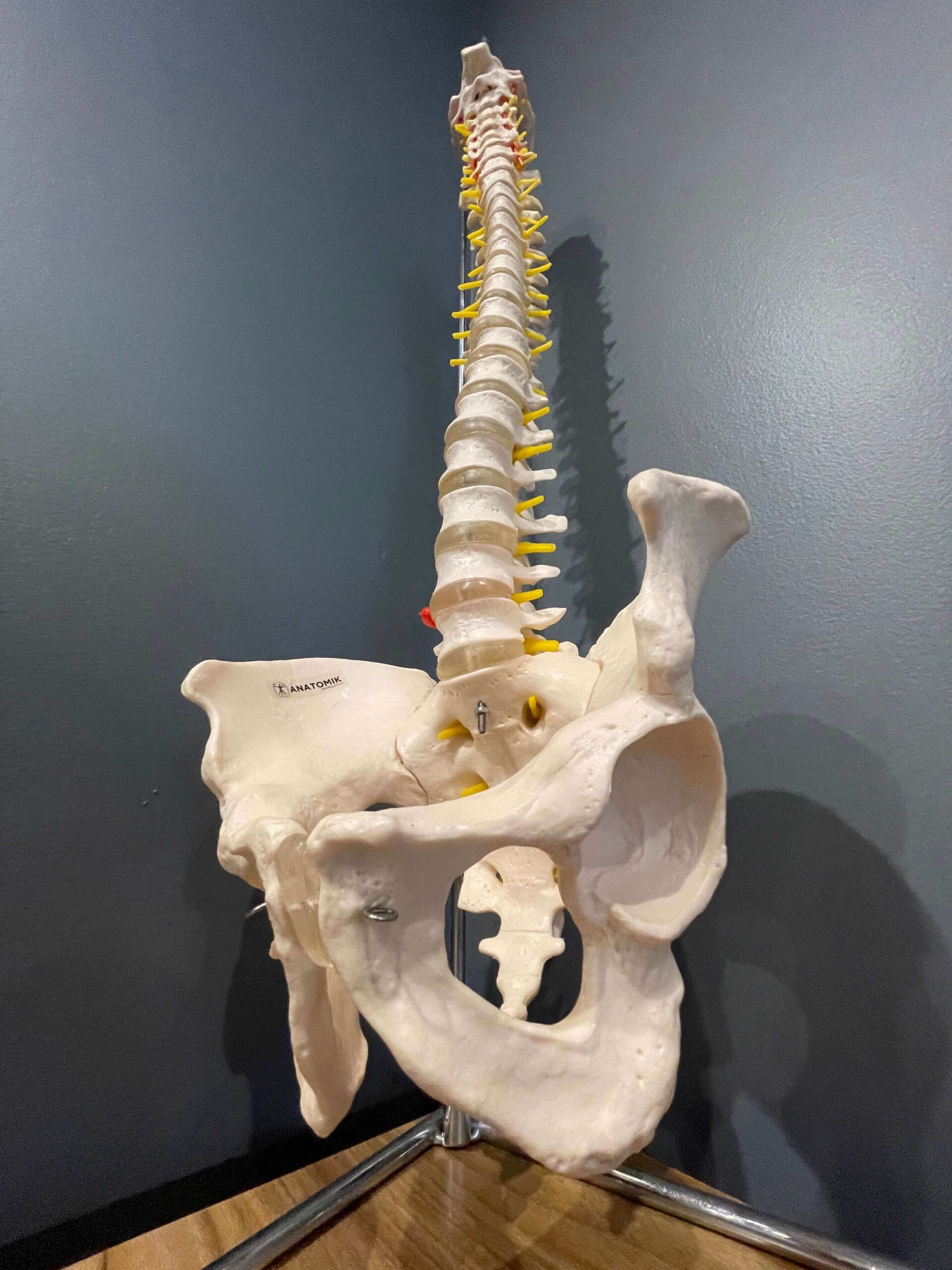 Anatomical Flexible Vertebral Column With Pelvis, side image Toorak Chiropractor