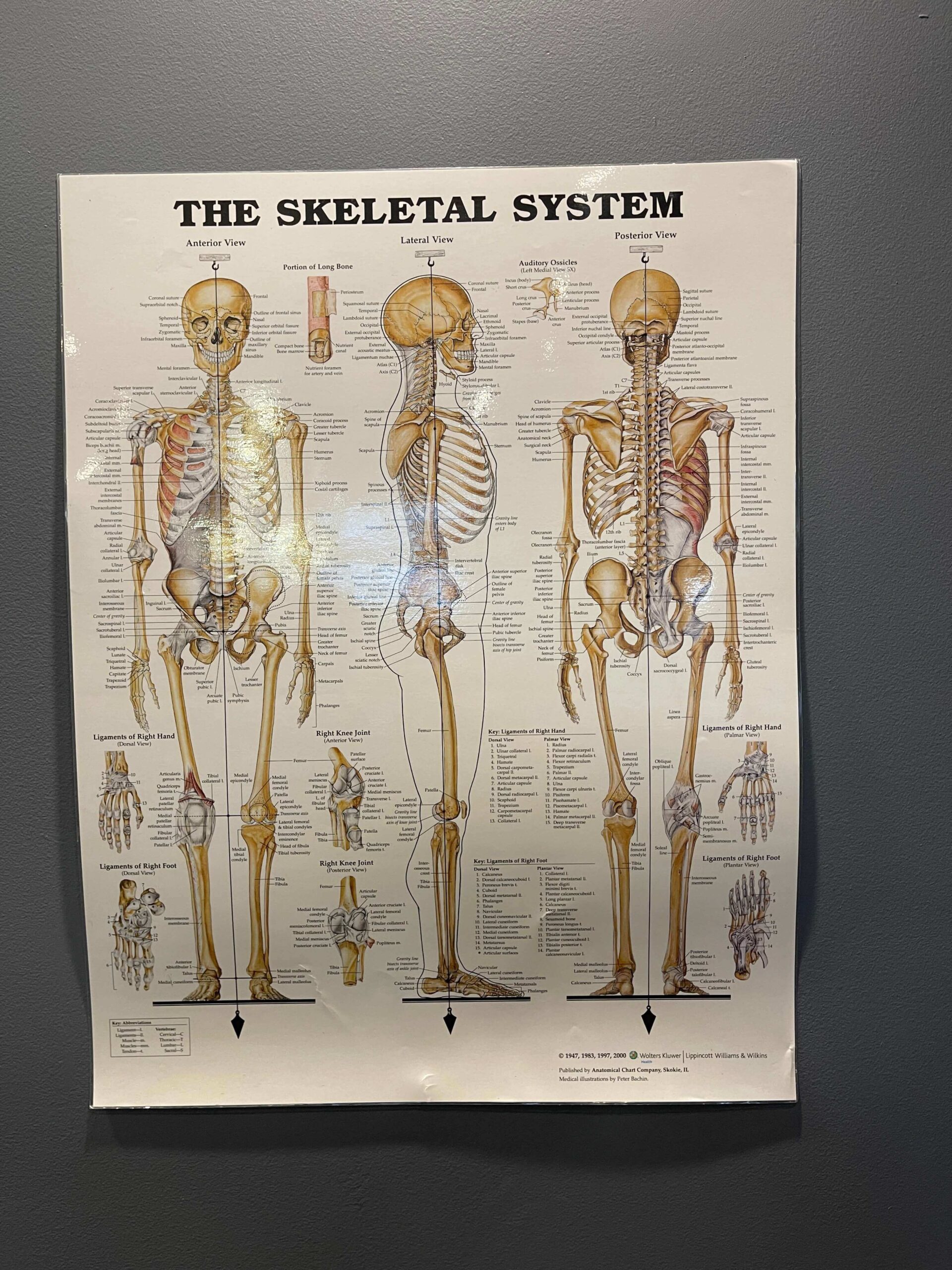 Toorak Chiropractor Wall Poster The Skeletal System
